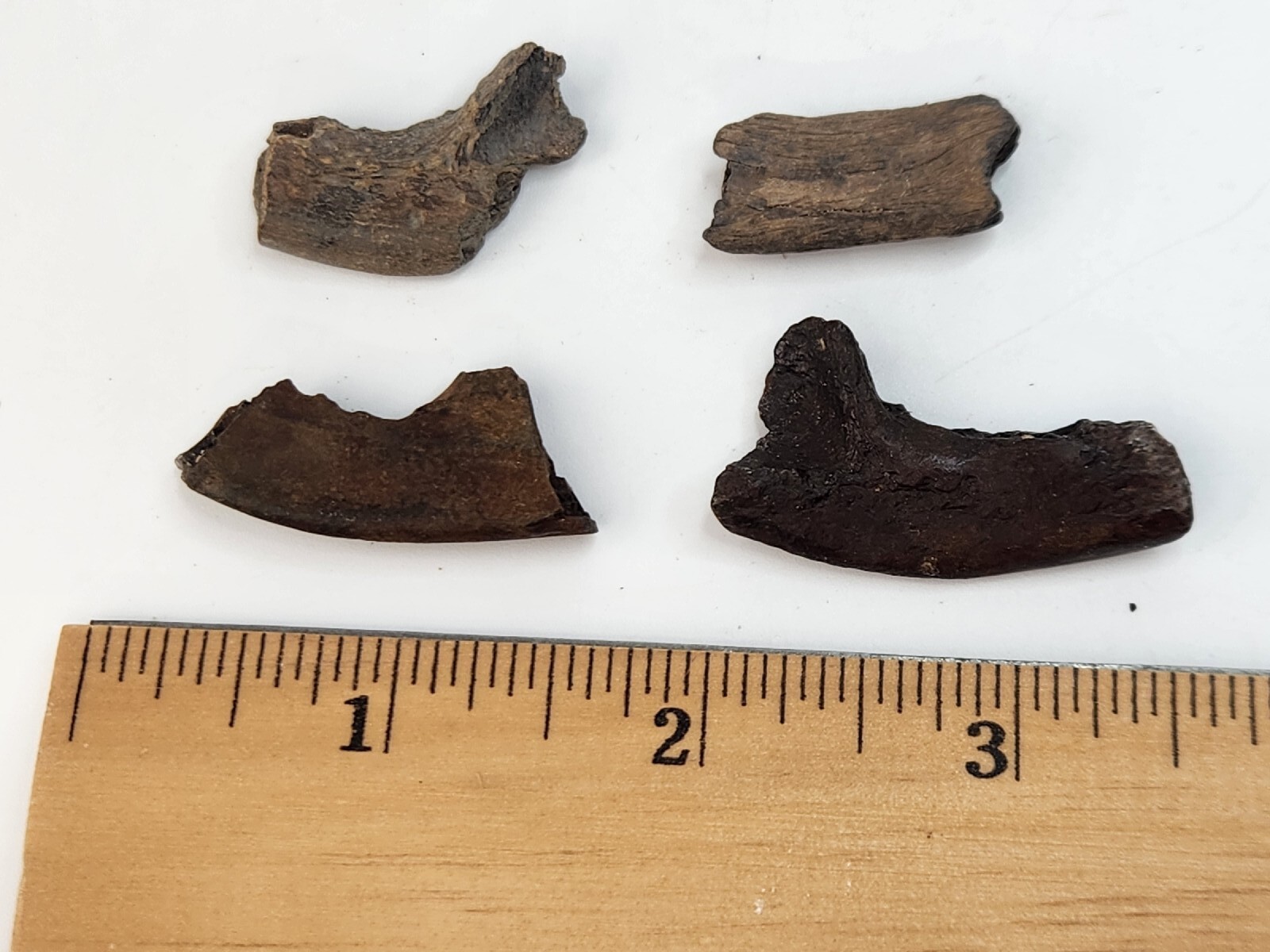 Mammal Jaw Fossil - Florida - Pleistocene Ice Age - 1 Per Purchase