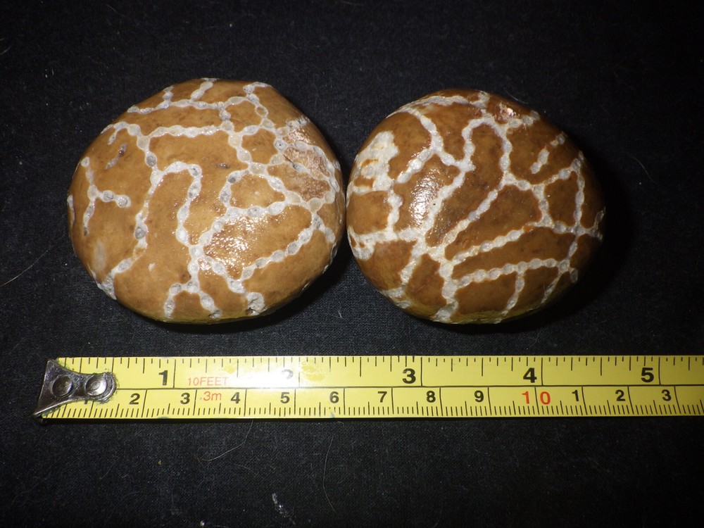Chain Coral Halysites
