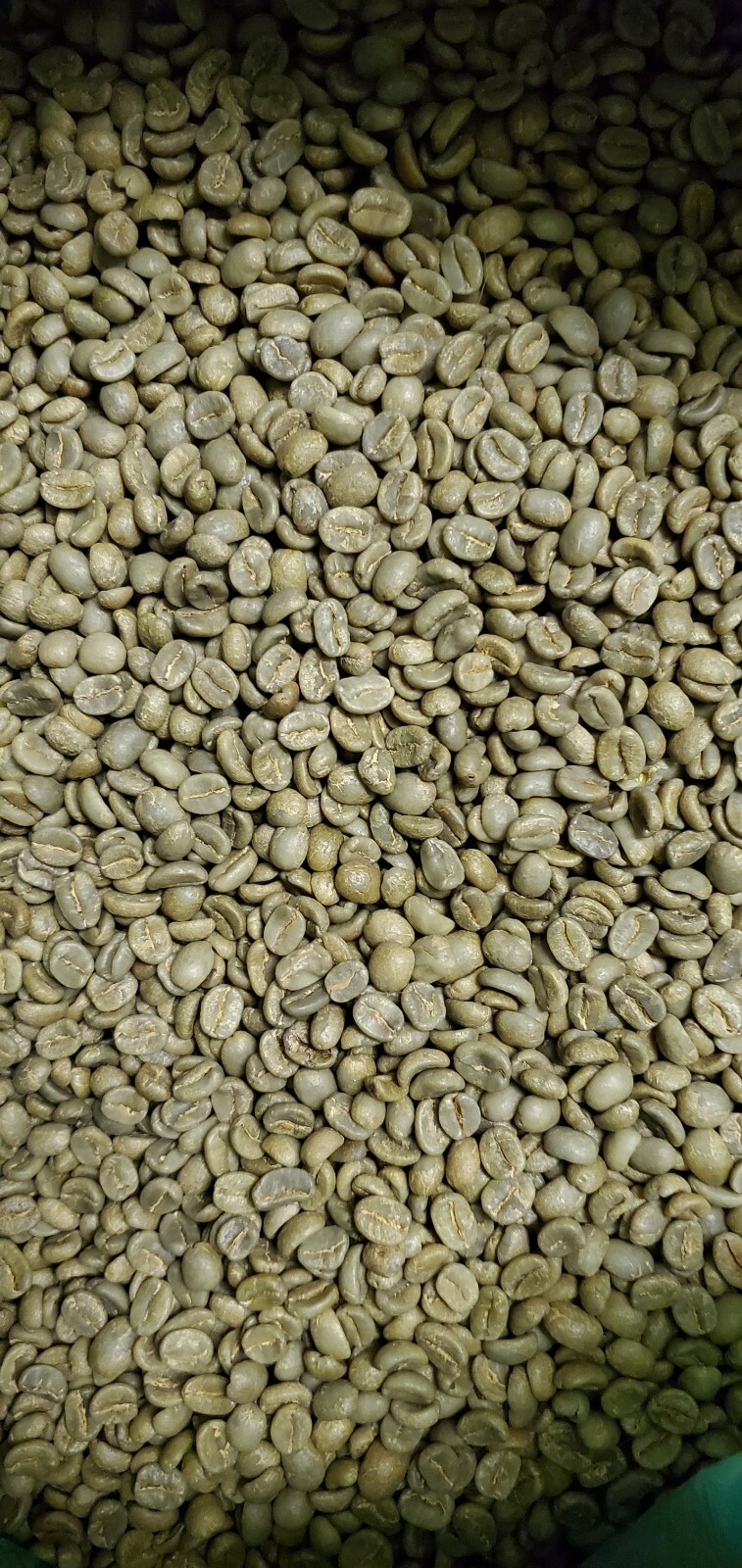 5 LB COSTA RICA, COSTA RICAN, UNROASTED GREEN COFFEE BEANS FIVE POUND - ARABICA