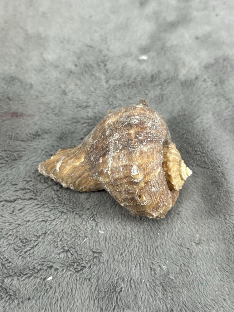 Rapana Rapiformis Turnip Shell 3.5" Long