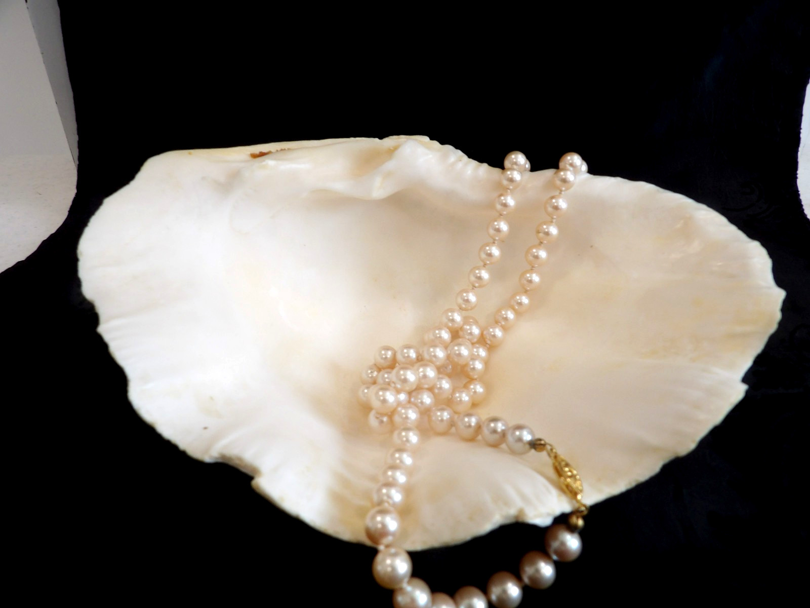 Awesome OLD Vintage Natural Half Tridacna Clam Shell~Fabulous Decor