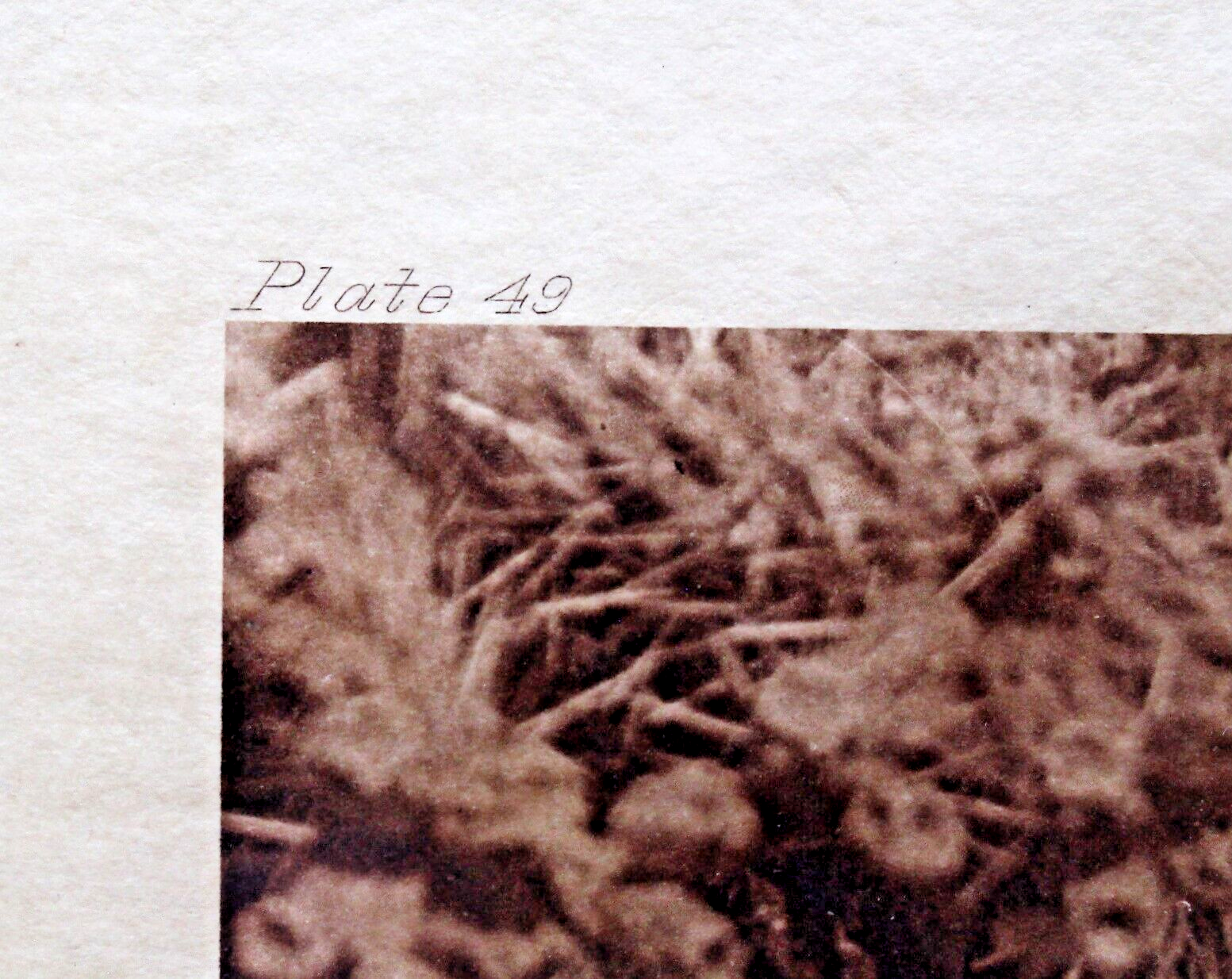 Original E S Curtis Large Format Photogravure on Japan Vellum "Gathering Hanamh"