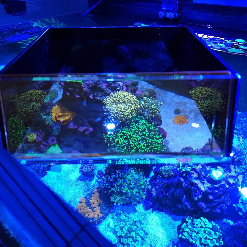 Top Down Viewer with Removable Orange Filter - 8" - Flipper
