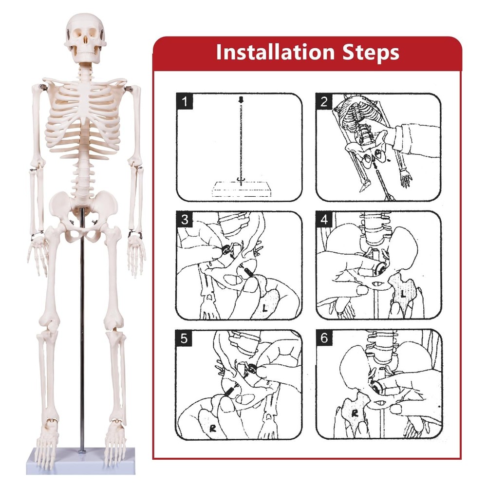 33.4" Human Skeleton Model with Stand, Removable Limbs, Anatomy Study Tool
