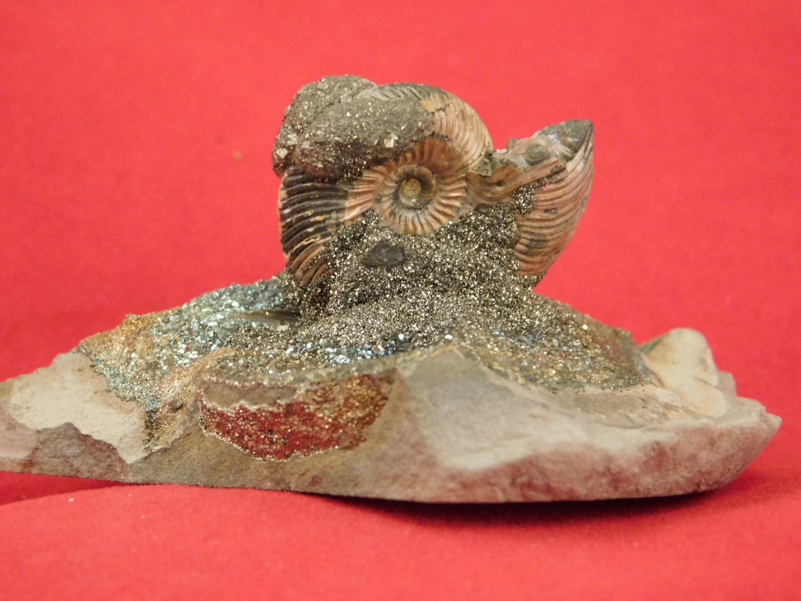 IRIDESCENT AMMONITE Fossil on Rainbow PYRITE! Volga River Saratov Russia 68.8gr