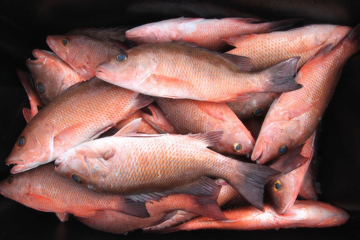 "Super Sand Flea" Hi-Low Fishing Rigs Bullet Floats Pompano Whiting Snappers