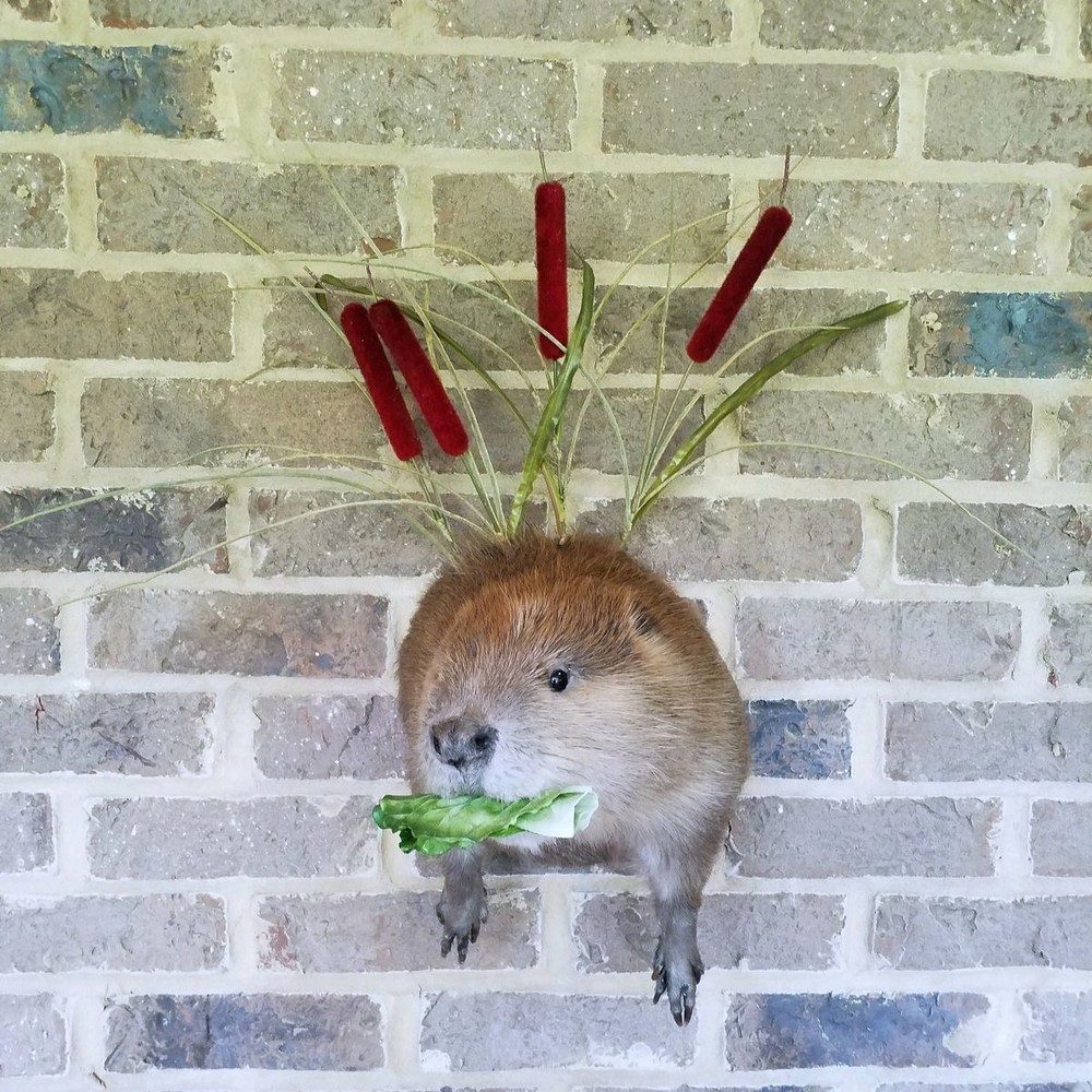 Half Beaver Wall-mount with Reed Background - NEW