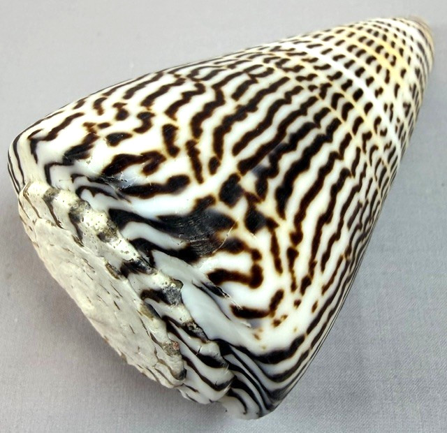 Conus Litteratus 108mm Large Cone Shell Zebra pattern Collector w/data Operculum