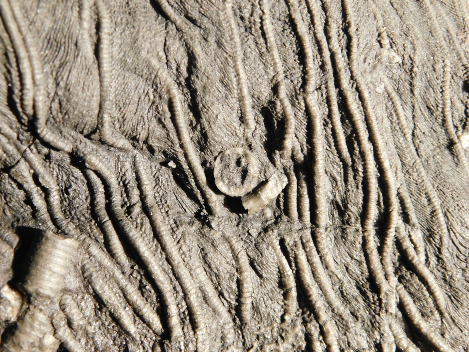 wOw BIG!! 430 Million Year Old! CRINOID Fossil or Sea LILY Fossil Morocco 1801gr