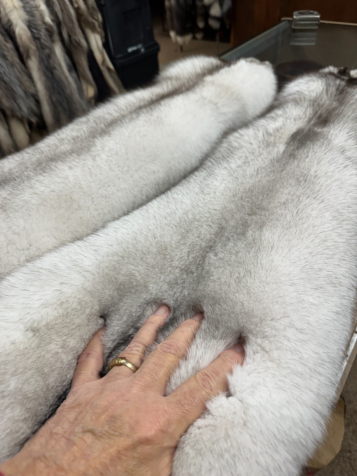 BLUE FOX EXTRA EXTRA HEAVY GORGOUS TOP OF THE LINE FROM NORWAY