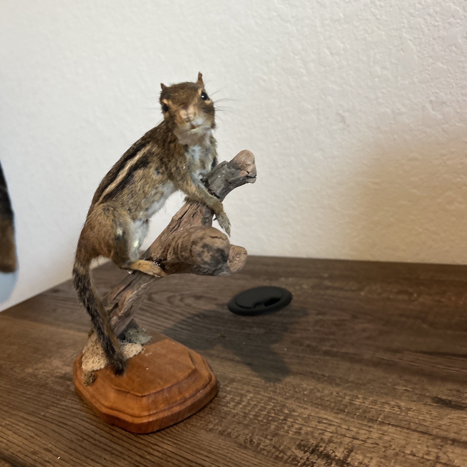 Chipmunk On Base ~ Taxidermy