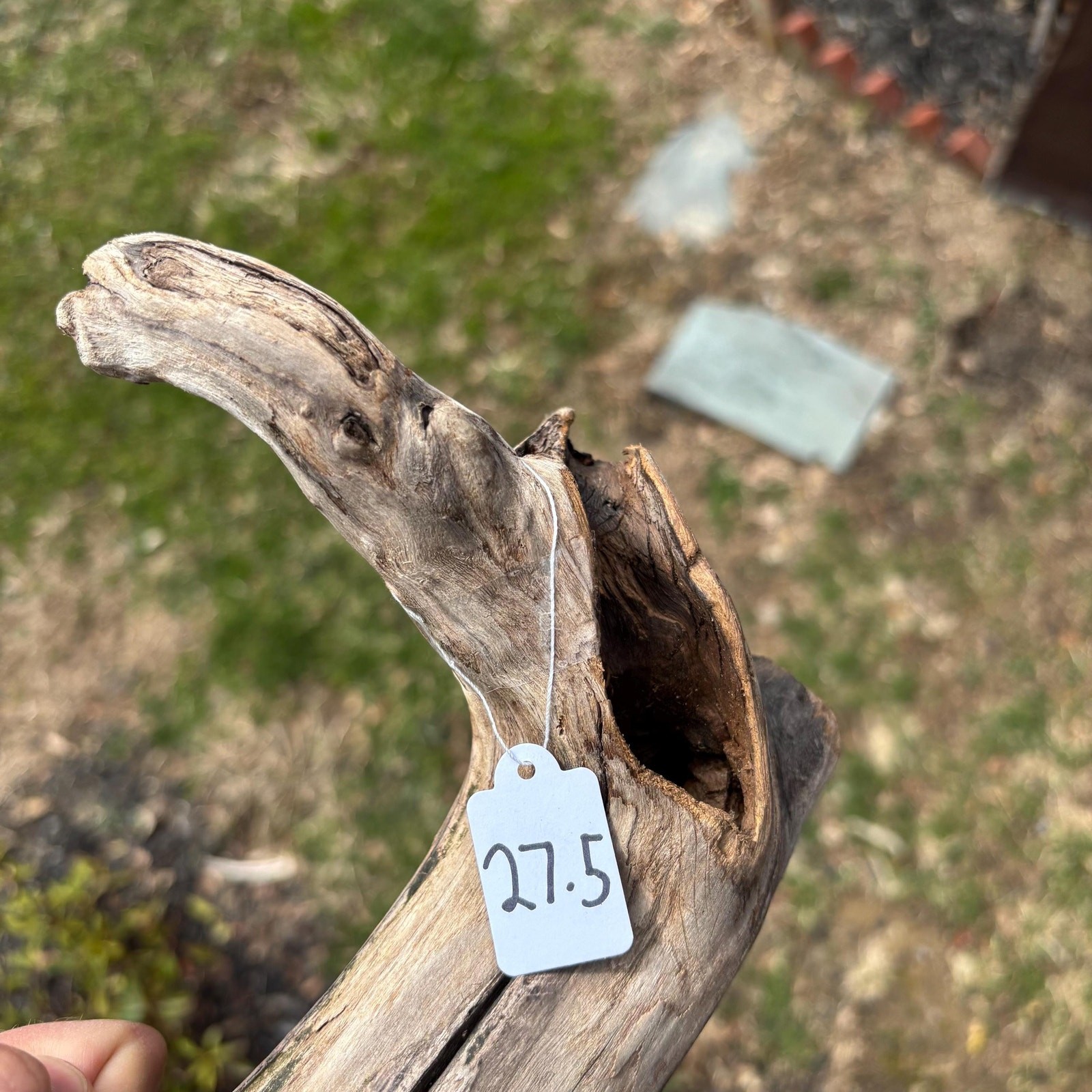 Small Tree Shaped Driftwood 9x3x7 – Sculptural Wood with Hollows Aquarium