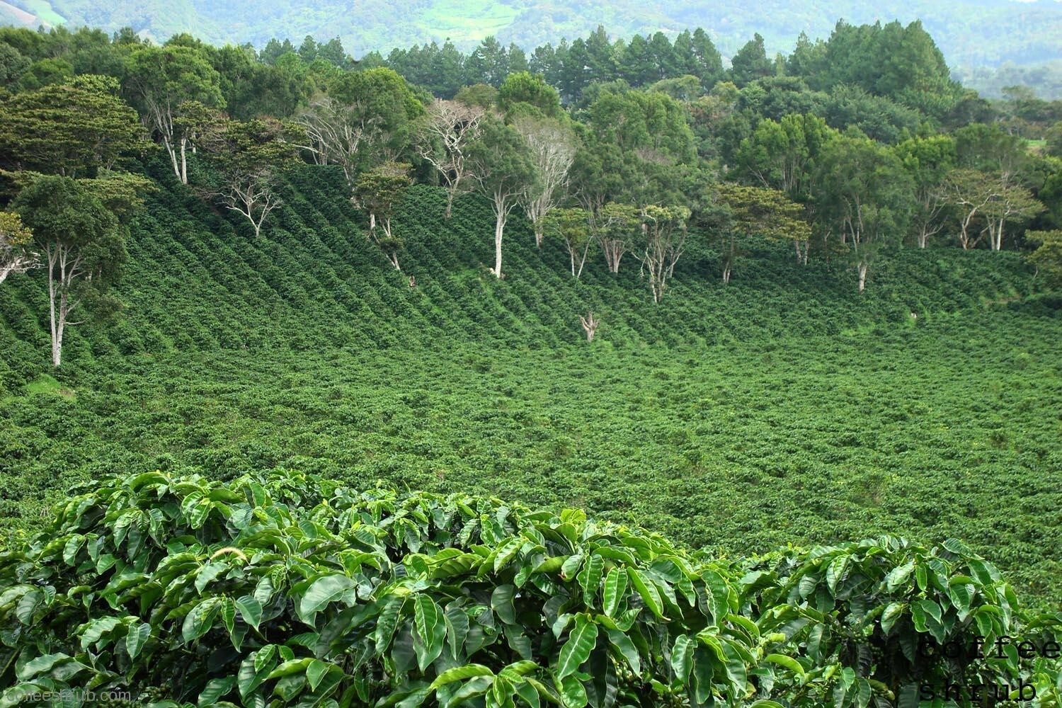 5 LBS PANAMA BOQUETE GREEN UNROASTED COFFEE BEANS - ARABICA