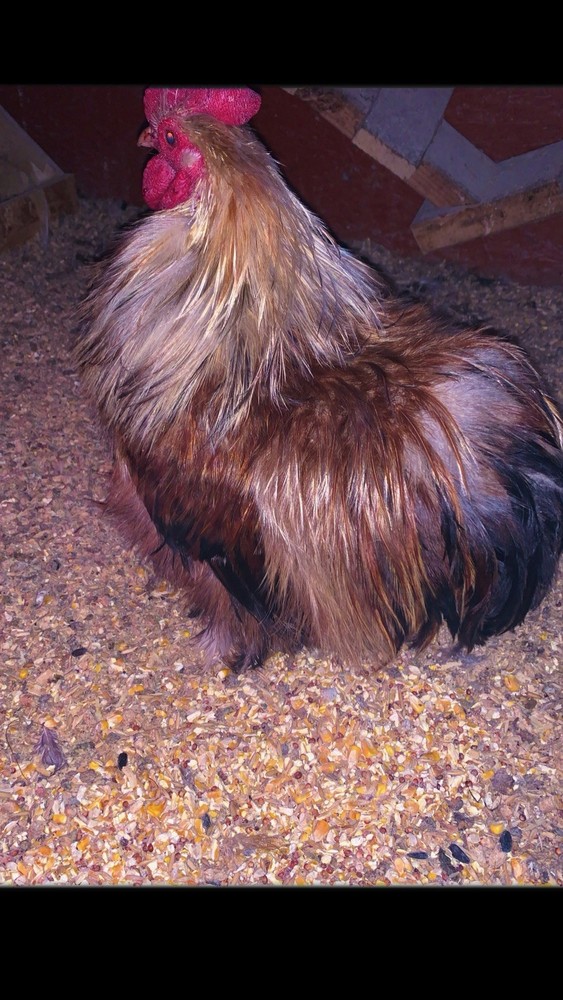 Bantam Cochin Eggs