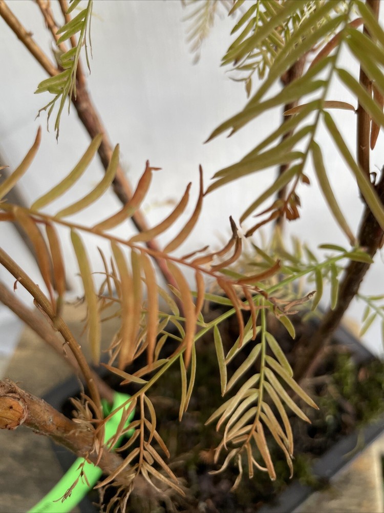 5 Tree Bald Cypress - Forest Bonsai