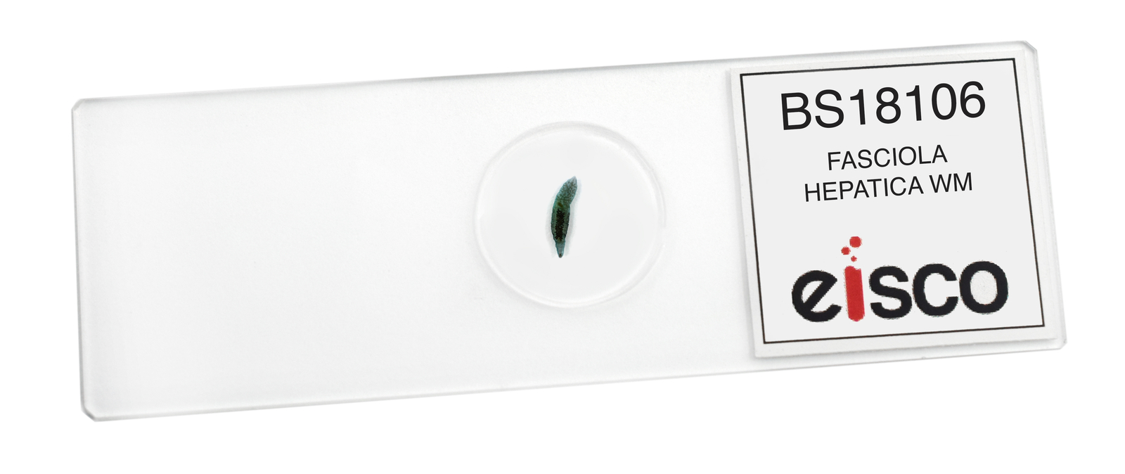 Fasciola Hepatica - WM - Prepared Slide - 75x25mm - Eisco Labs