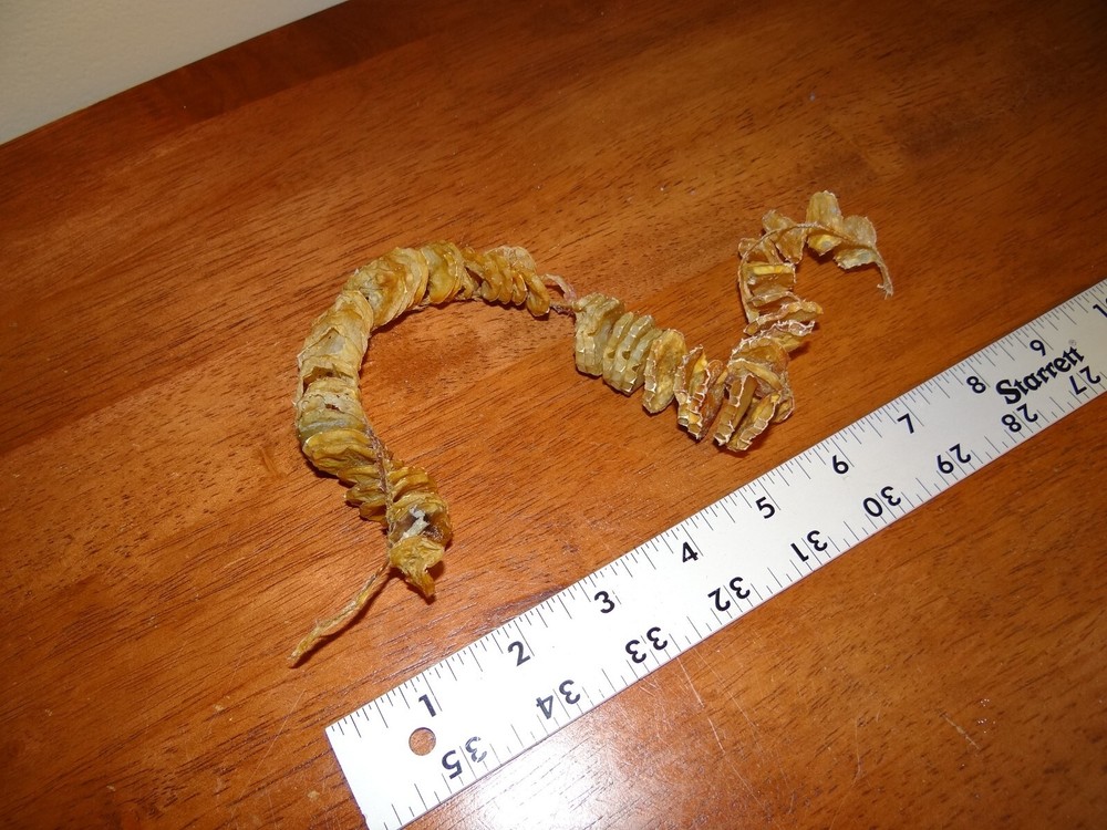 Whelk Egg Case Casing Natural Specimen - Nautical Sea Shell/Beach Decor