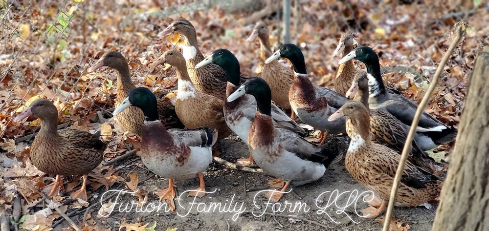 6+ Dutch Hookbill Duck Hatching Eggs RARE