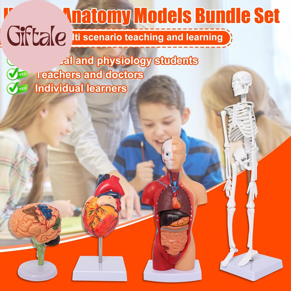 Human Anatomy Models Bundle Set, Brain, Human Torso Body, Heart, Skeleton Model,