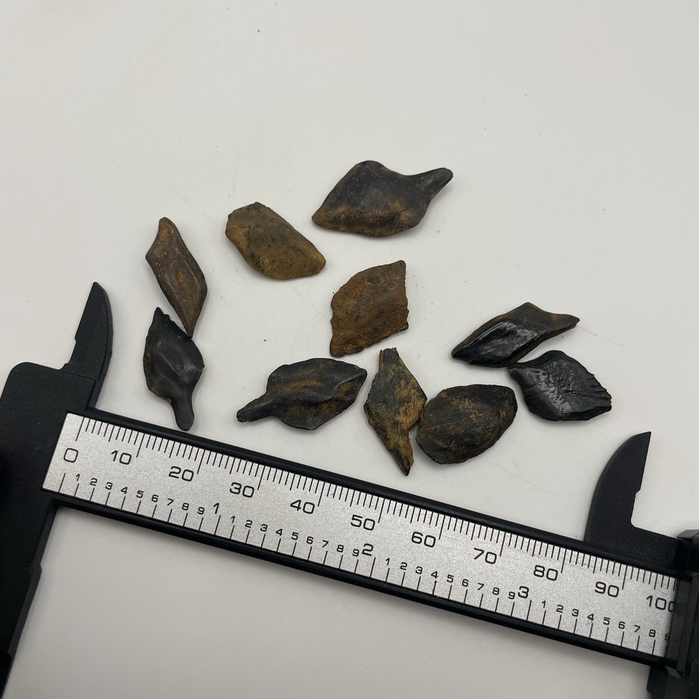 10 Gar Scale Fossils Peace River Fl Ice Age Era