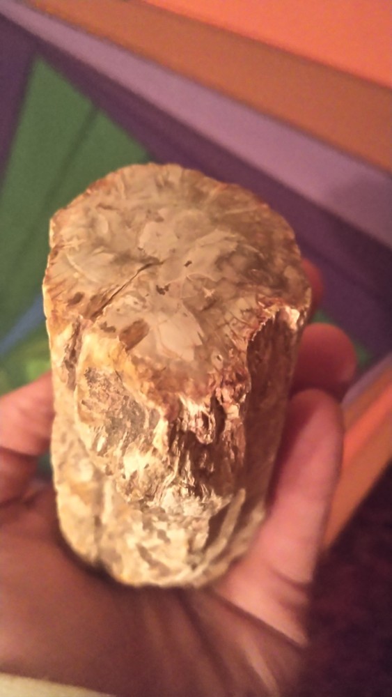 Petrified Wood Log
