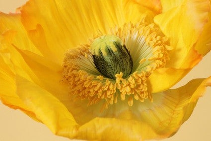 LF113 - Large Poppy Casting Mold