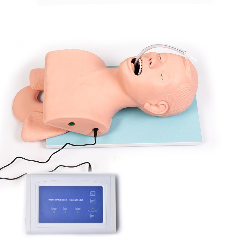 110V-220V Universal Tracheal Intubation Training Teaching Model with Indicator