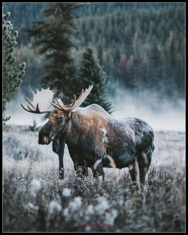 Moose Nature Cold - Chart Counted Cross Stitch Patterns Needlework DIY DMC
