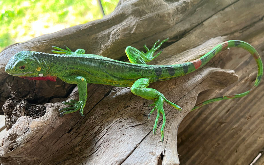 Iguana Baby - AAA