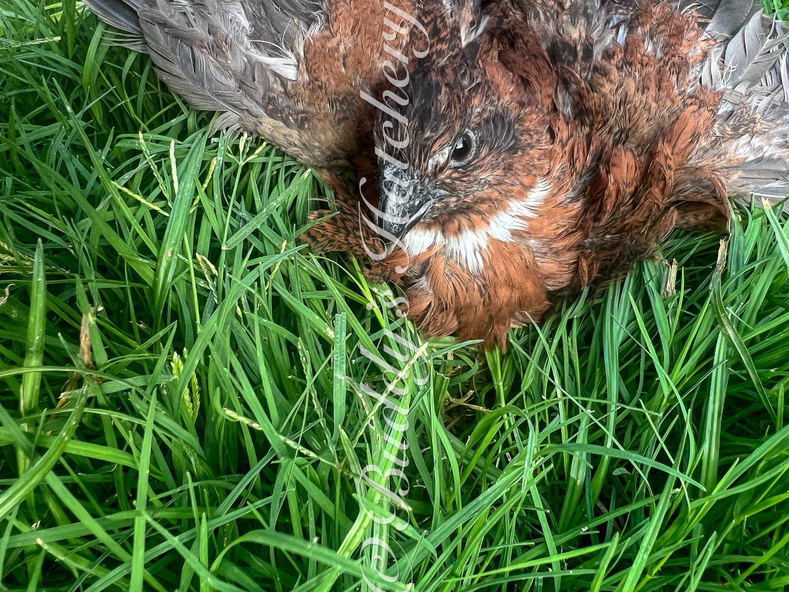 10+ Tennessee Red Bob White Quail Hatching Eggs
