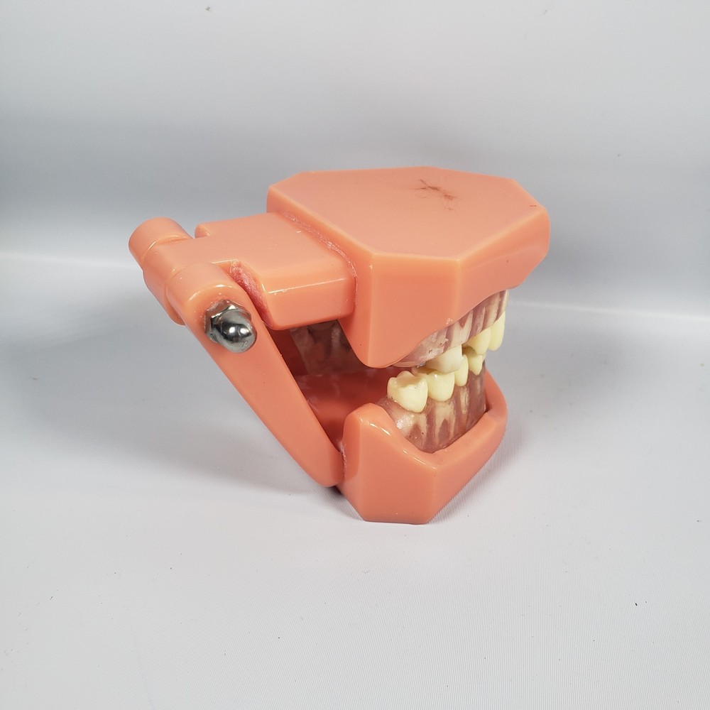 Vintage Training Dental Teeth Model with Removable Teeth (Incomplete)
