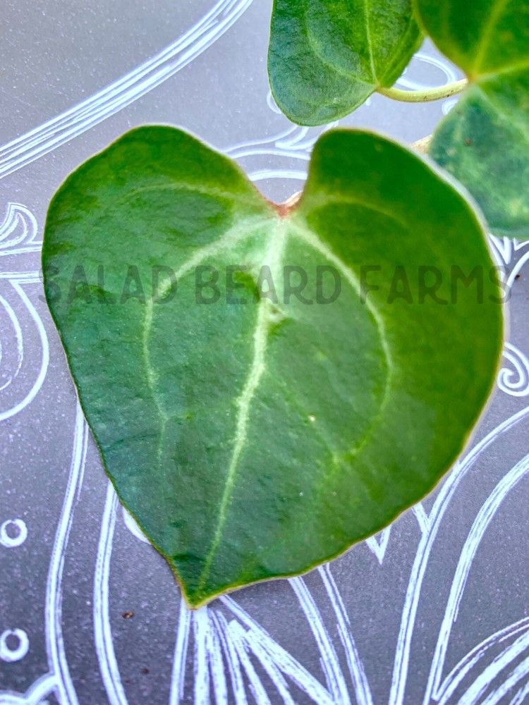 Anthurium clarinervium starter plant