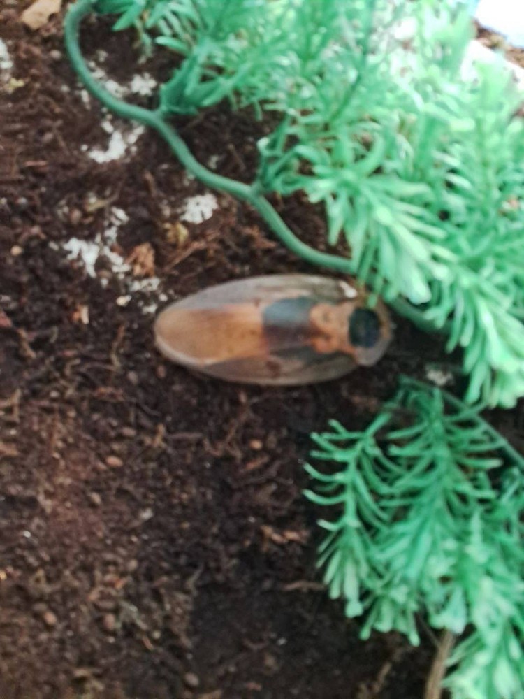 Peruvian cave roach(blaberus cf. peruvianus) starter culture 20+ nymphs