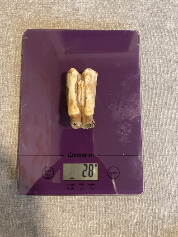 ice age horse tooth