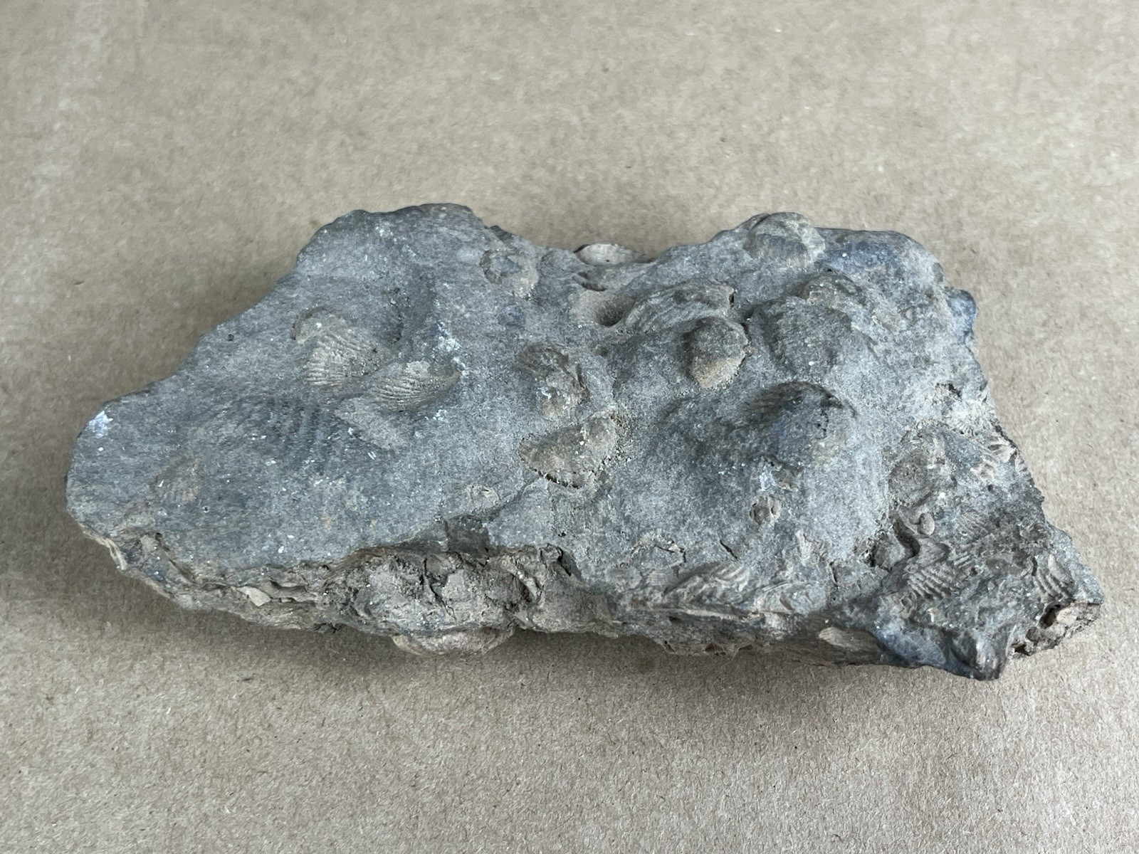Fossil with Shells 5”