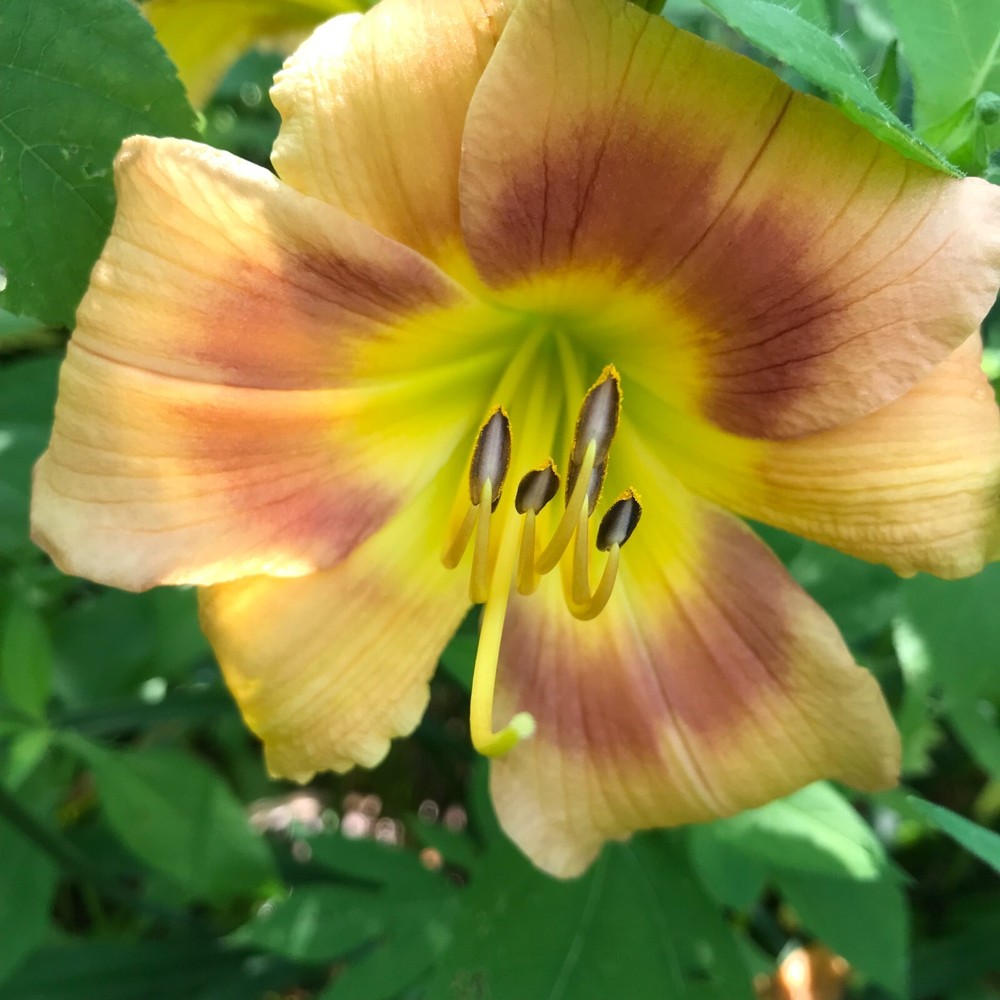 Assorted Daylilies, Mixed Daylilys, perennial's return every year multiplying