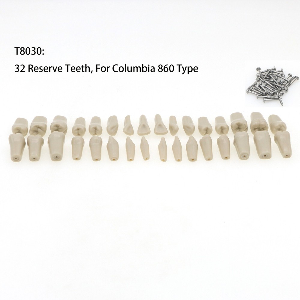 US Columbia Dentoform 860 Type Dental Tooth Model With 32pcs Replacement Teeth