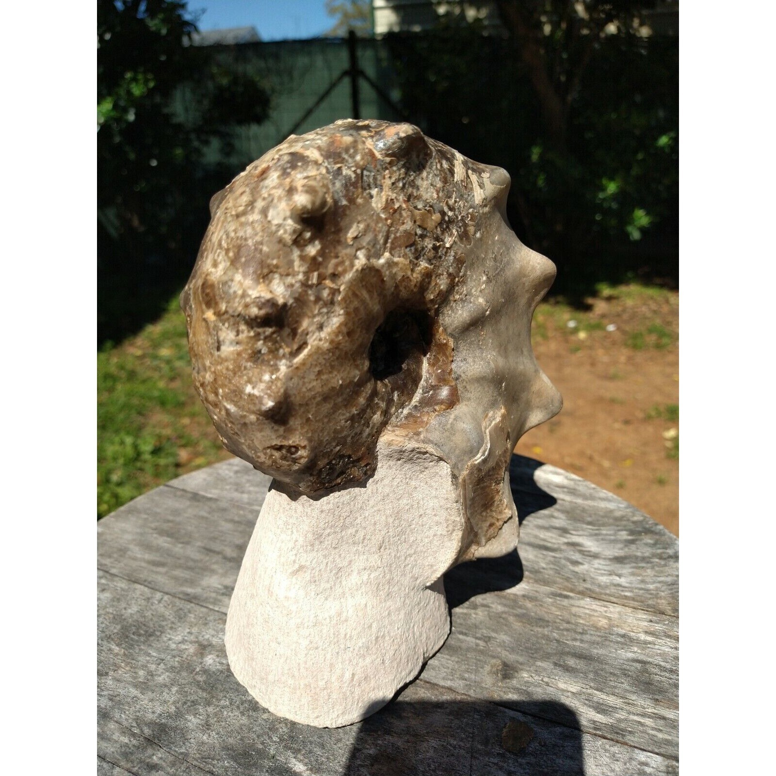 Mammites Nodosoides Ammonite Species.