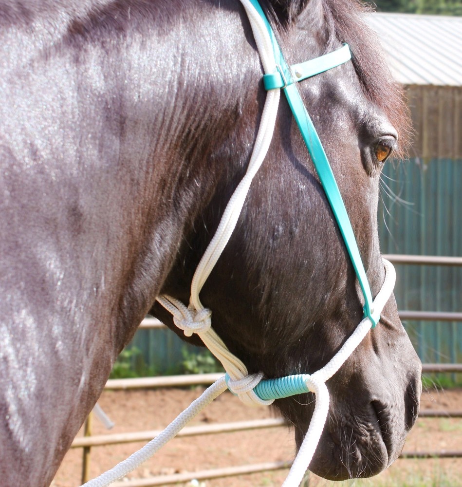 Sage Green Biothane Loping / Hackamore Bridle