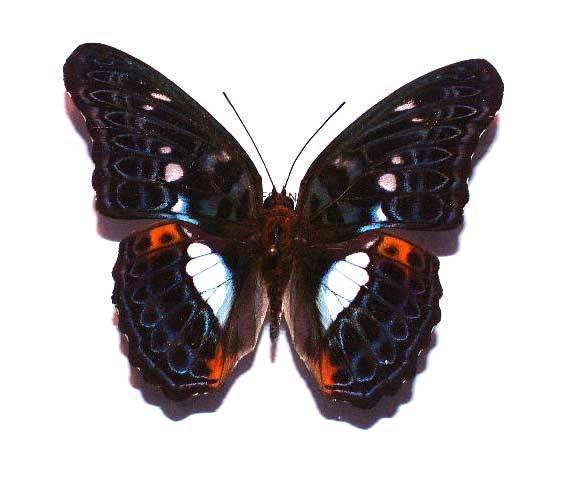 MODUZA LYMIRE LYMIRE - unmounted butterfly