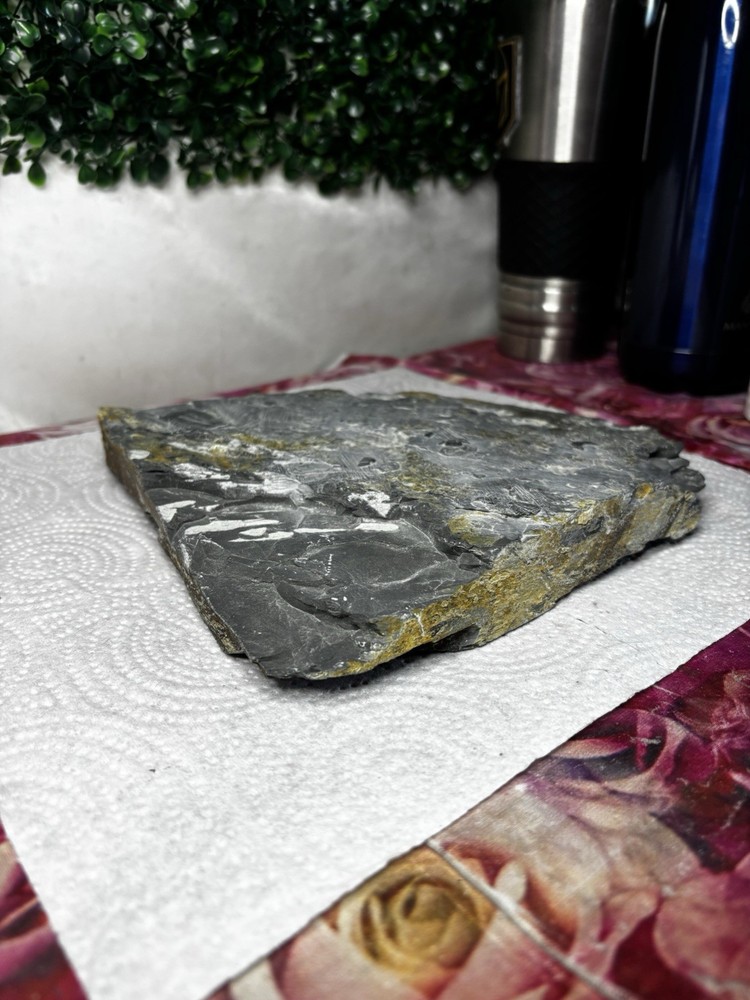 Large Stone Trilobite Fossil Multiple