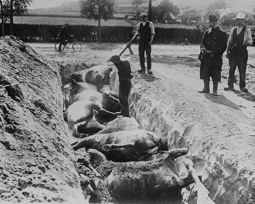 Civilians burying dead cavalry horses in Belgium 1914 WW1 8x10 World War I Photo