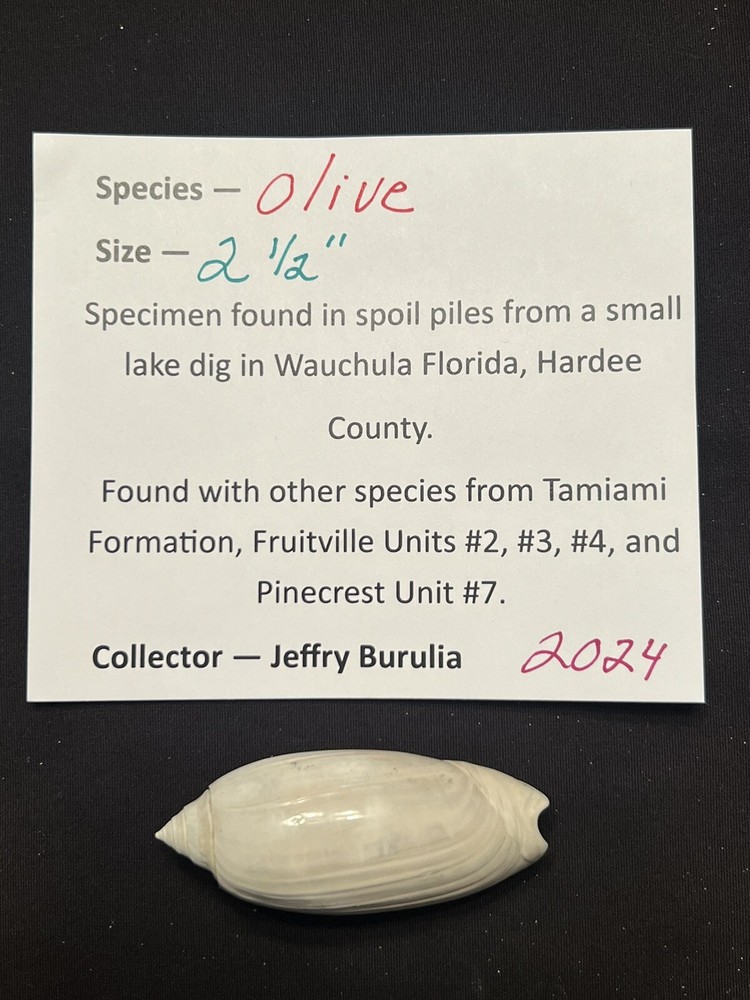 RARE Fossilized OLIVE Shell From Central Florida & BONUS Shell.