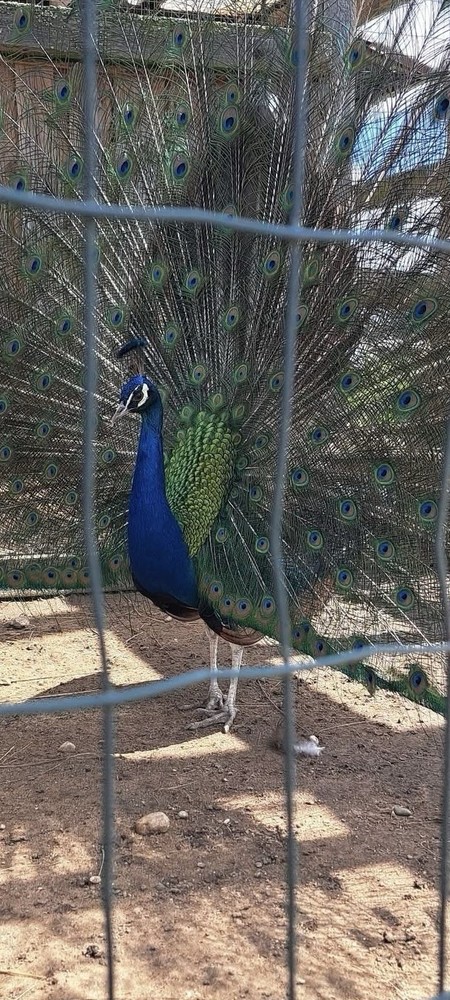 6 Peacock Peafowl Hatching eggs - Ready to ship