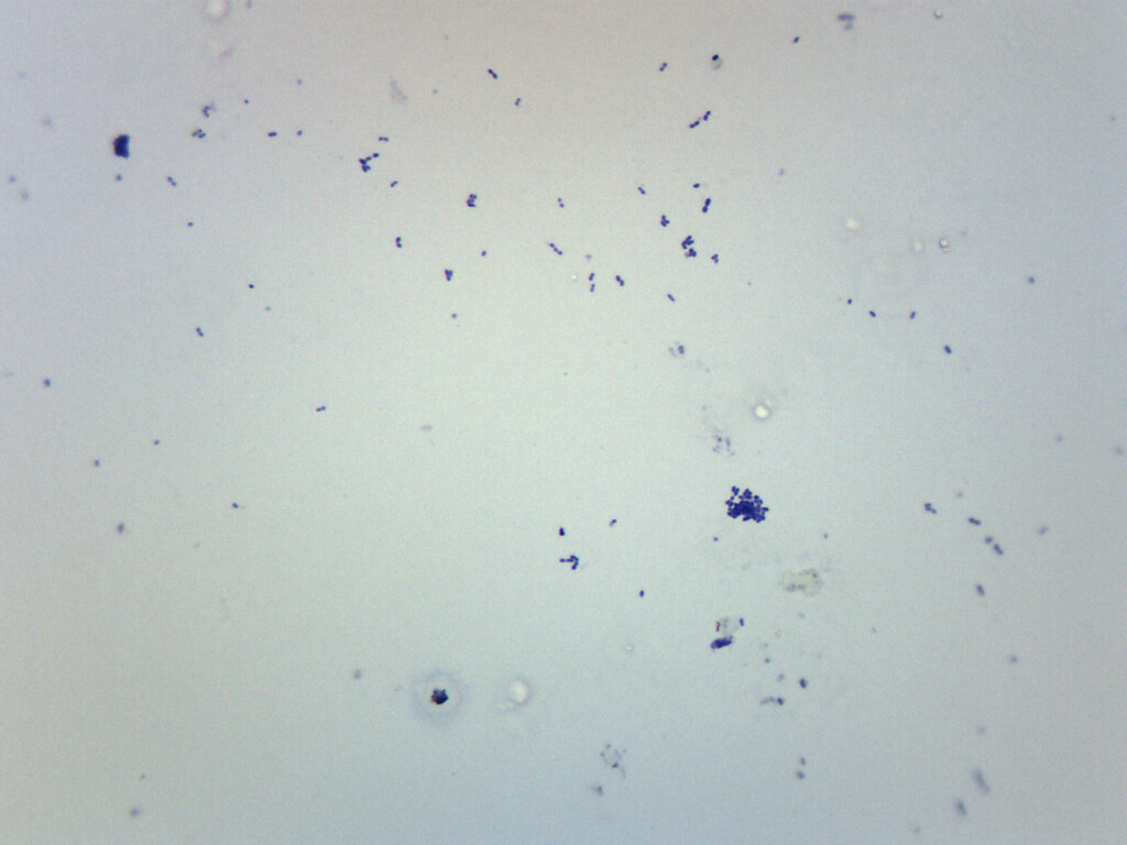 Streptococcus Pneumoniae - Gram Pos. - Prepared Slide - 75x25mm - Eisco Labs