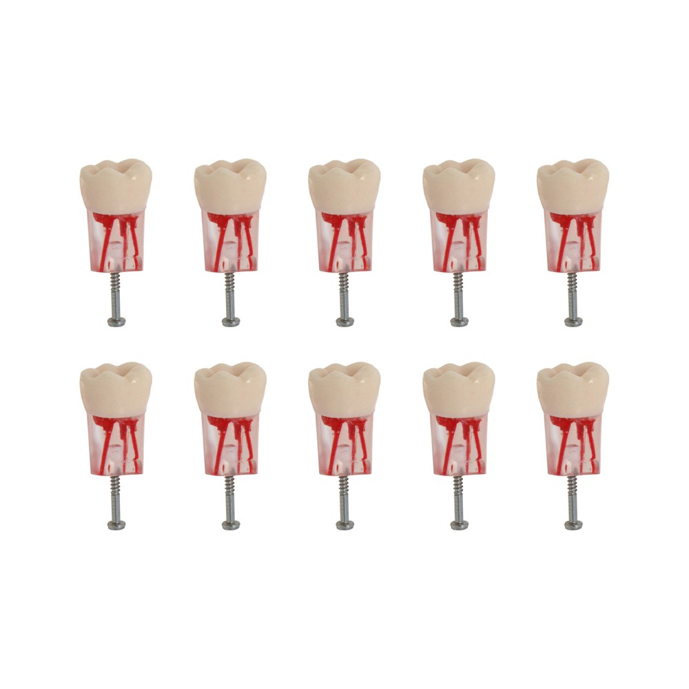 10Pcs Dental Endo Root Canal Teeth Model Study RCT Practice Typodont Model #778