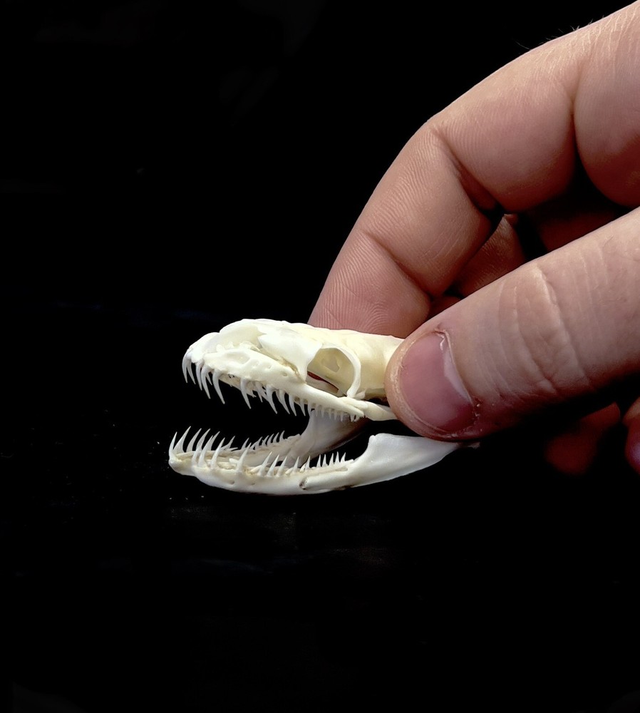 Ball Python Skull (XL Specimen) Snake; 100% Real Bone