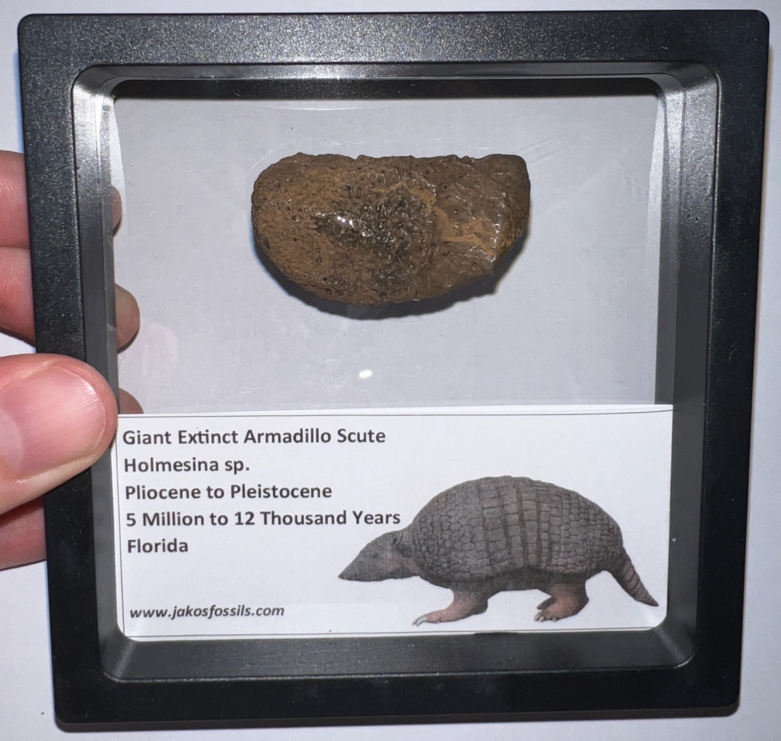 RARE Ice Age Fossil HOLMESINA GIANT ARMADILLO Scute Bone Armor Lot ONE PER ORDER