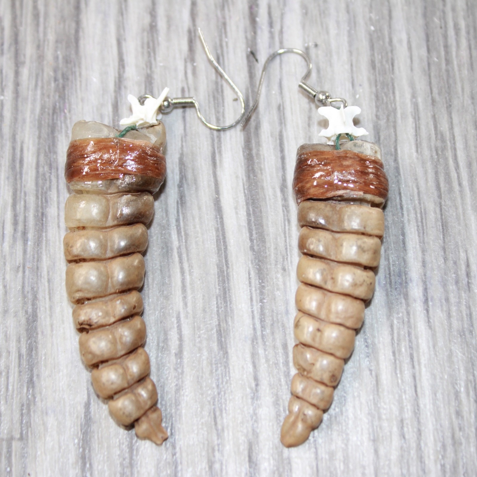 Very Large Rattlesnake Rattle Earrings  #6163  Mountain Man Earrings