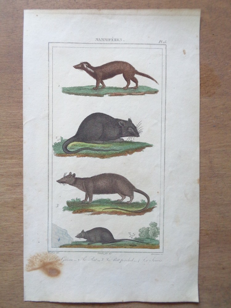 Buffon / Vauthier Old Engraving Color Plate Rat Mouse Animals